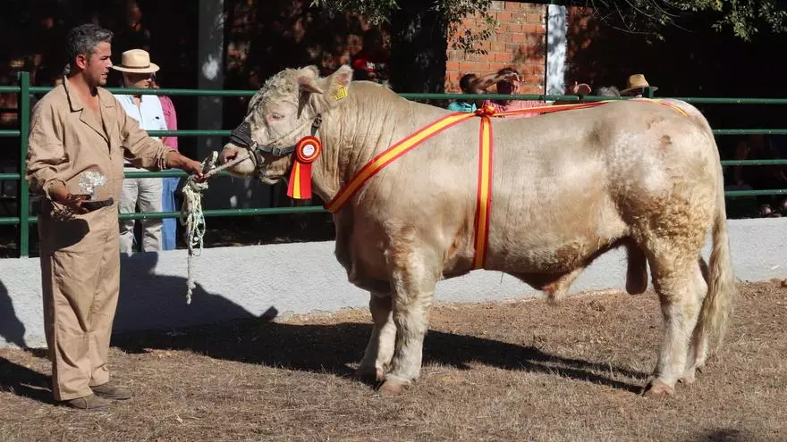 Ostil, de José Tello Jiménez, Charolés Mejor Valorado de la Feria Internacional Ganadera de Zafra