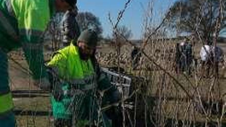 Operarios municipales realizan plantación de árboles. Foto J. L. F.