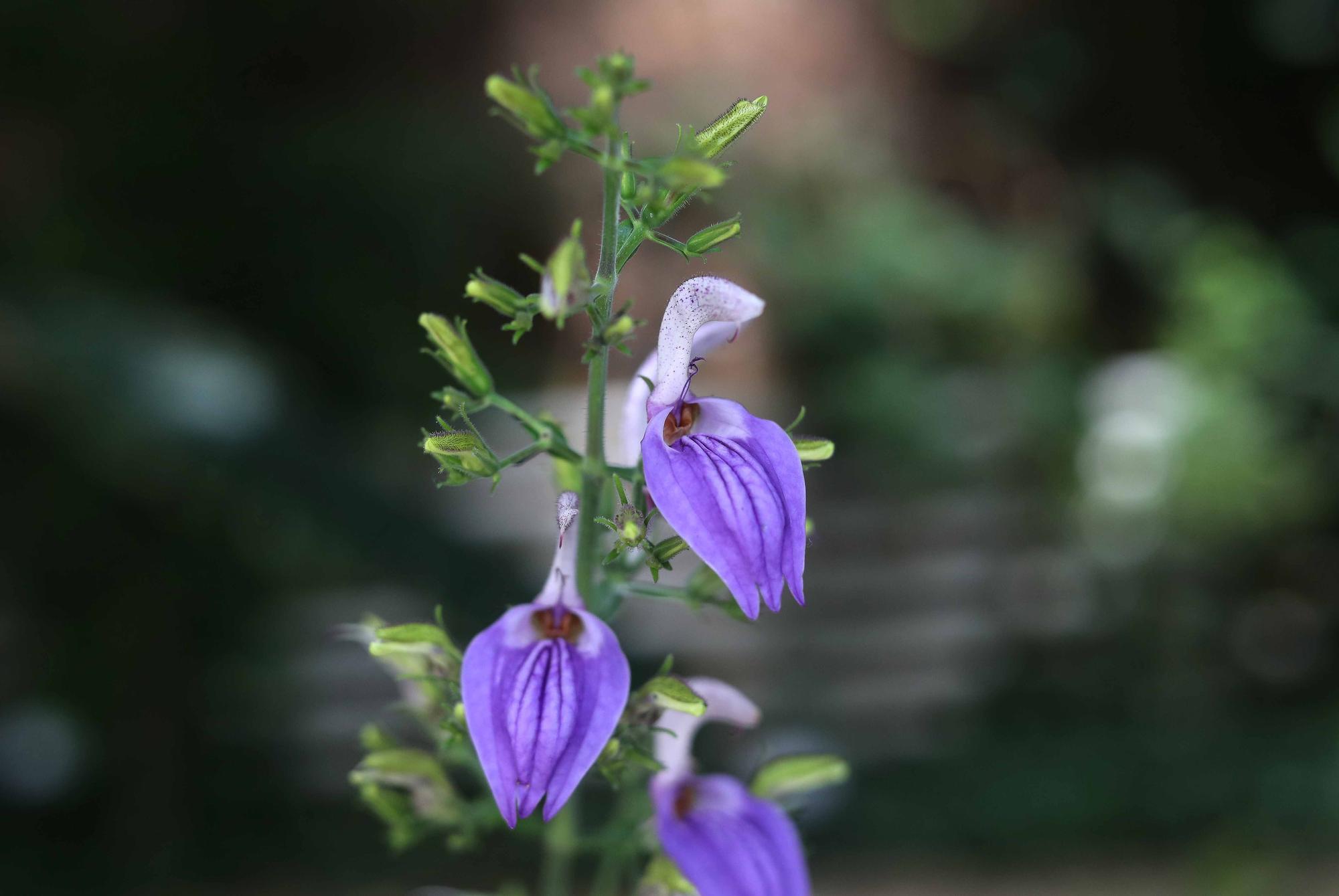 Las flores del Jardín Botánico en primavera