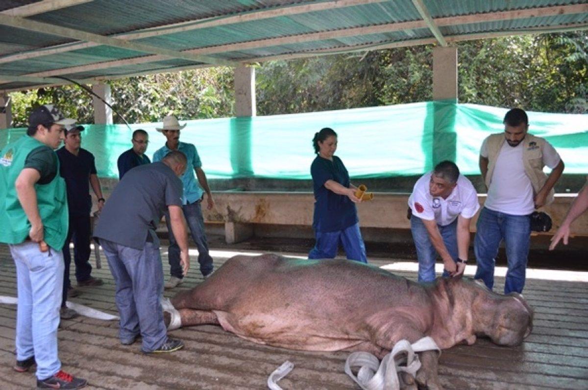 Esterilización de uno de los hipopótamos