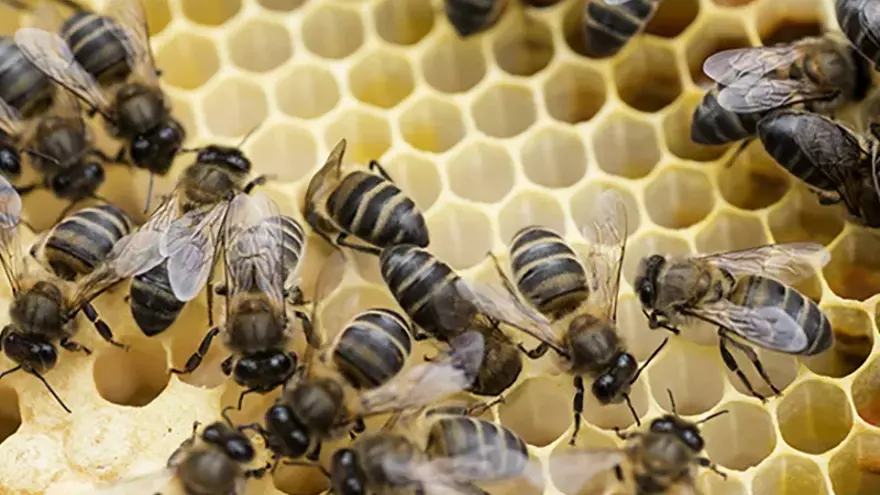 La carta di San Michelle y la abeja negra canaria