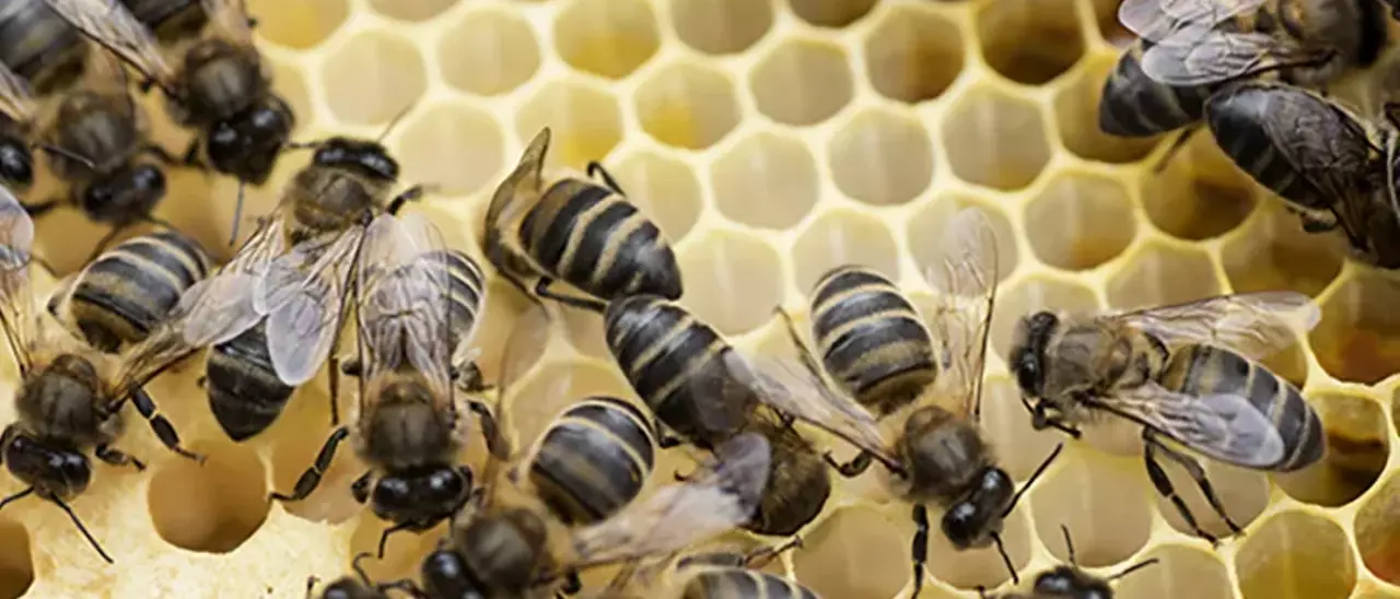 Abeja negra canaria