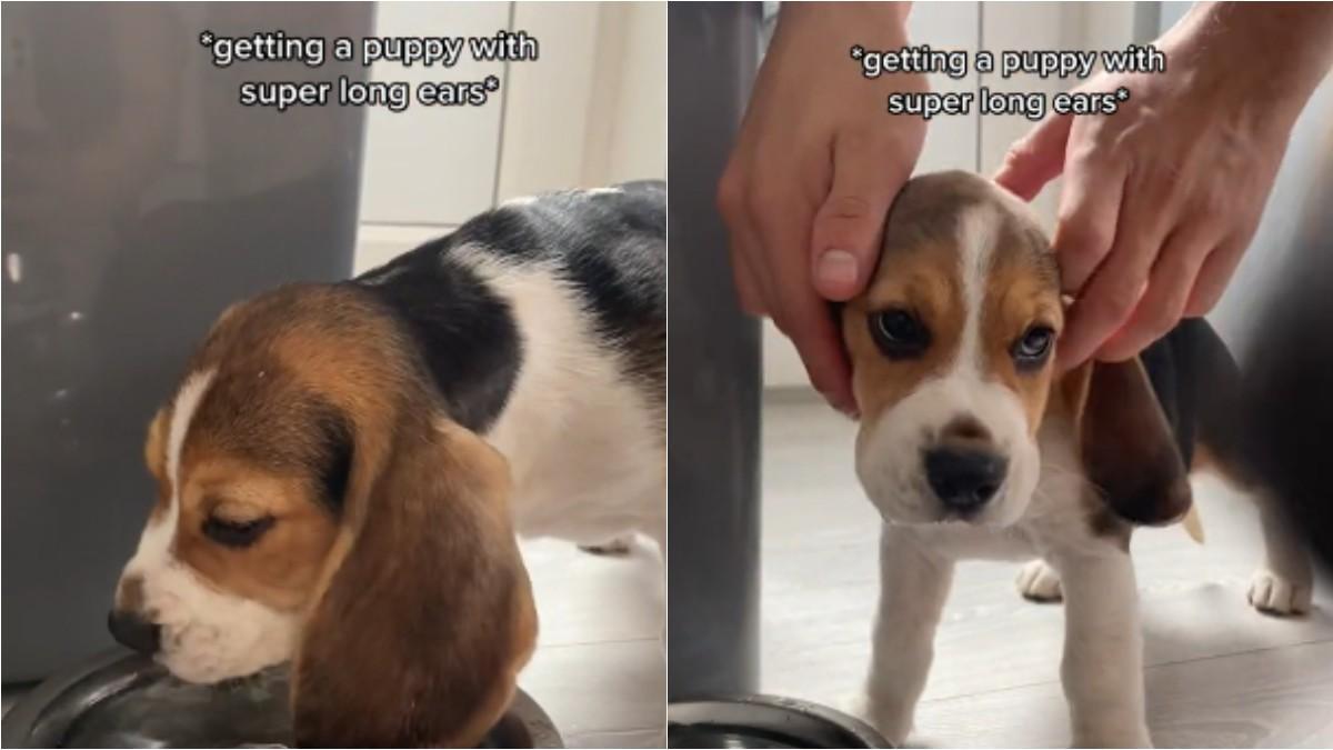 La adorable coleta que le hacen a este beagle para beber agua ¡No te lo pierdas!