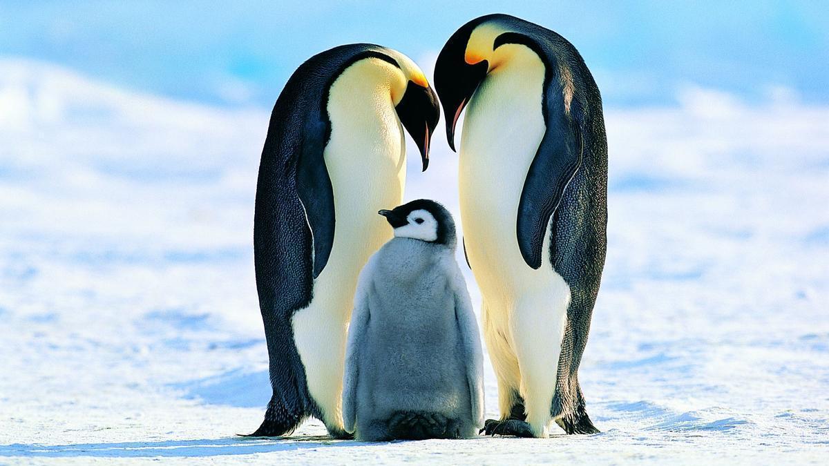 El pingüino emperador está cada vez más amenazado por el deshielo