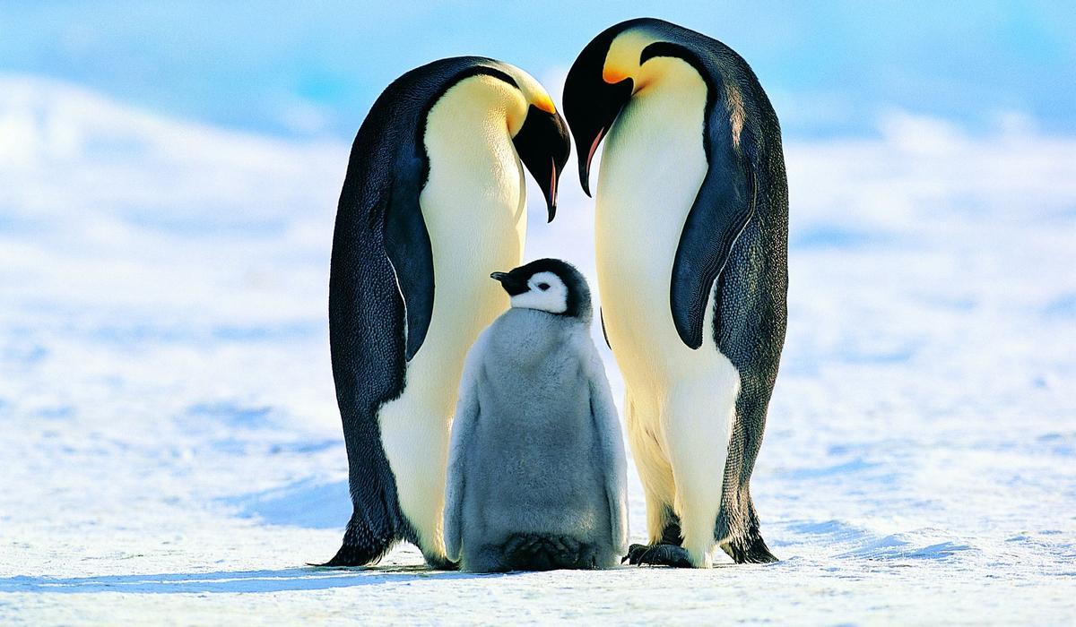 El pingüino emperador está cada vez más amenazado por el deshielo