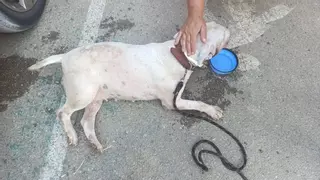 Rescatan a un perro encerrado en un coche en Vilanova i la Geltrú