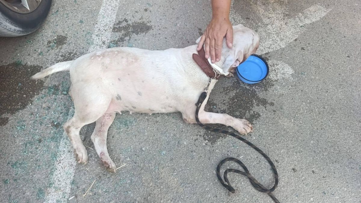 El perro que fue encerrado en un vehículo en Vilanova i la Geltrú, una vez liberado