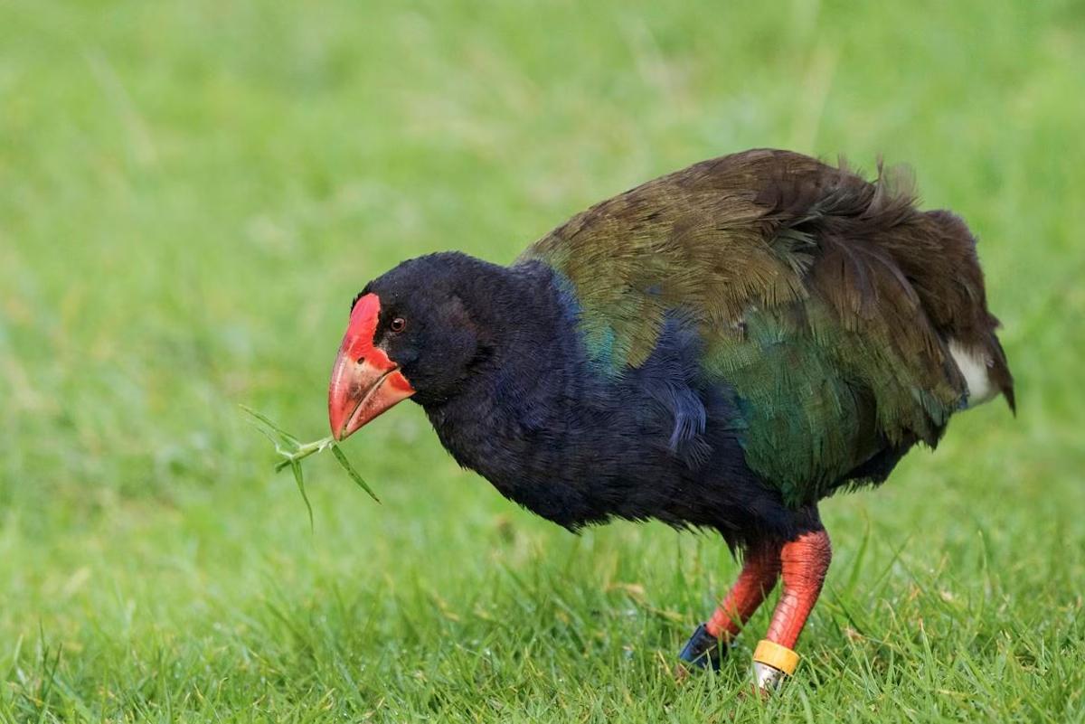 También se han encontrado restos del ancestro del actual tapahe