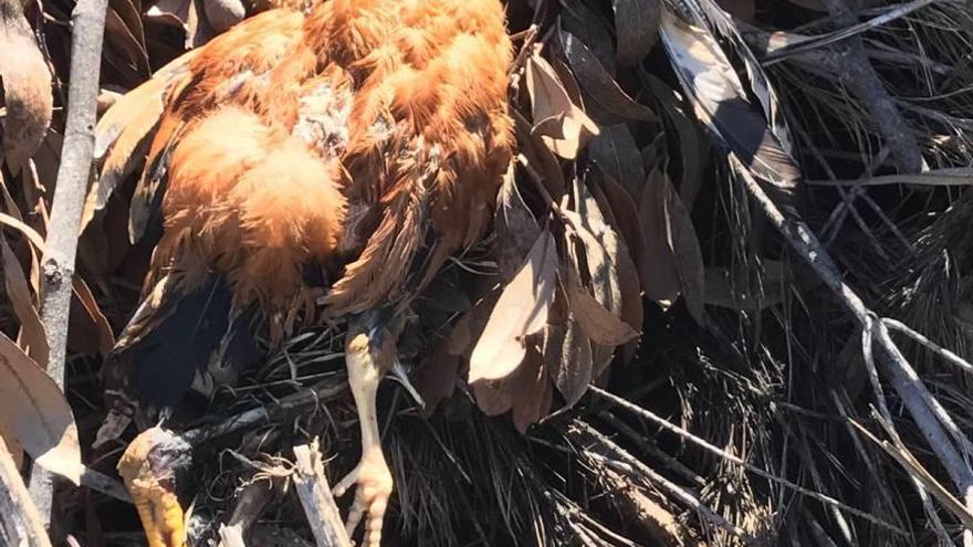 Una de las 67 gallinas muertas en el atque que se produjo a una finca de Algaida.