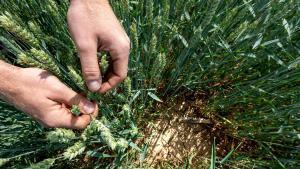 Nacions Unides reclama adaptar els cultius "a la nova realitat climàtica" i apostar per plantacions més resistents a la calor extrema