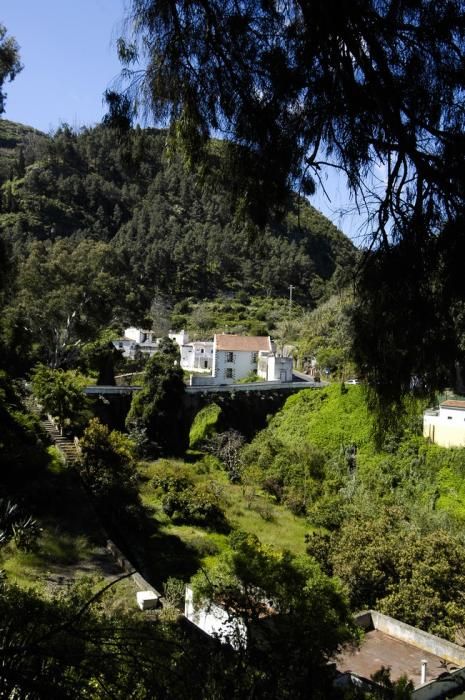 VERDOR EN EL CAMPO GRANCANARIO