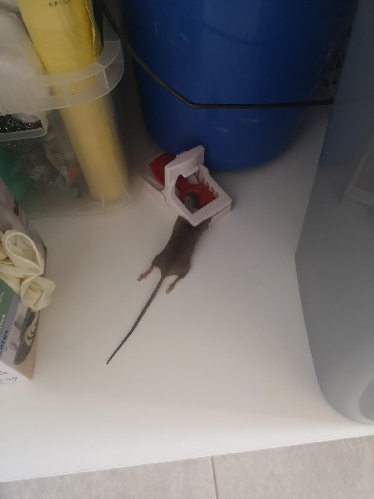 Un roedor en una vivienda de Nou Llevant.