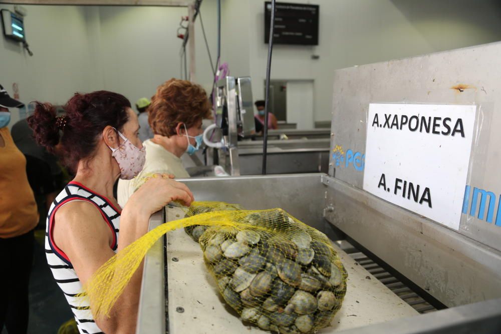 Marisqueo en Arousa