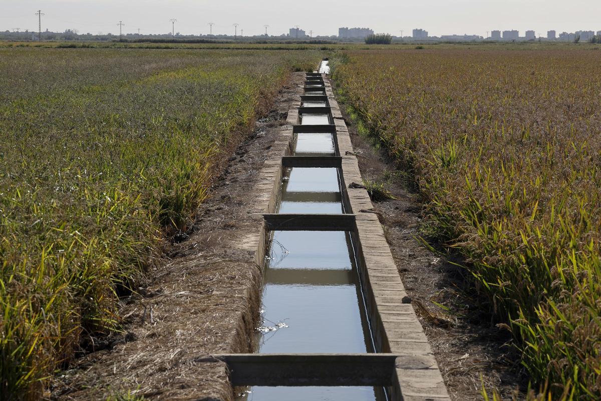 El arroz se recupera tras la sequía, pero está en su "peor momento" por los bajos precios.