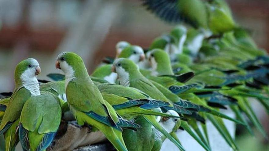 Las cotorras invaden España.