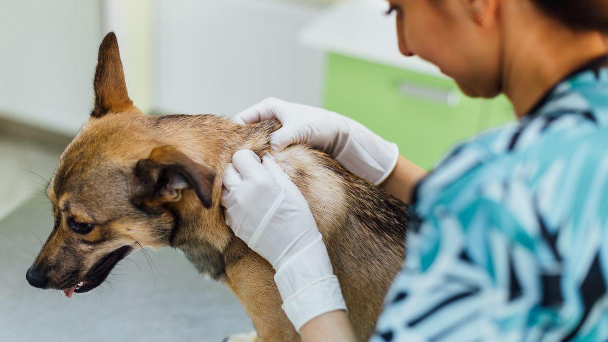 Veterinaria tratando a un perro.