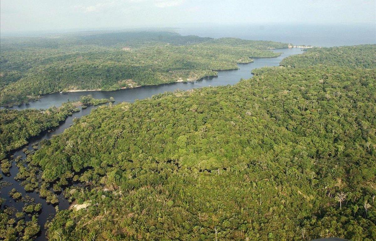 zentauroepp49521244 bosque tropical general191211191643 zentauroepp49521244 bosque tropical general191211191643
