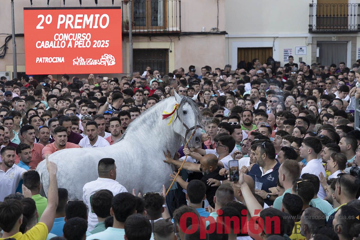 Fiestas de Caravaca | Entrega de premios del concurso morfológico