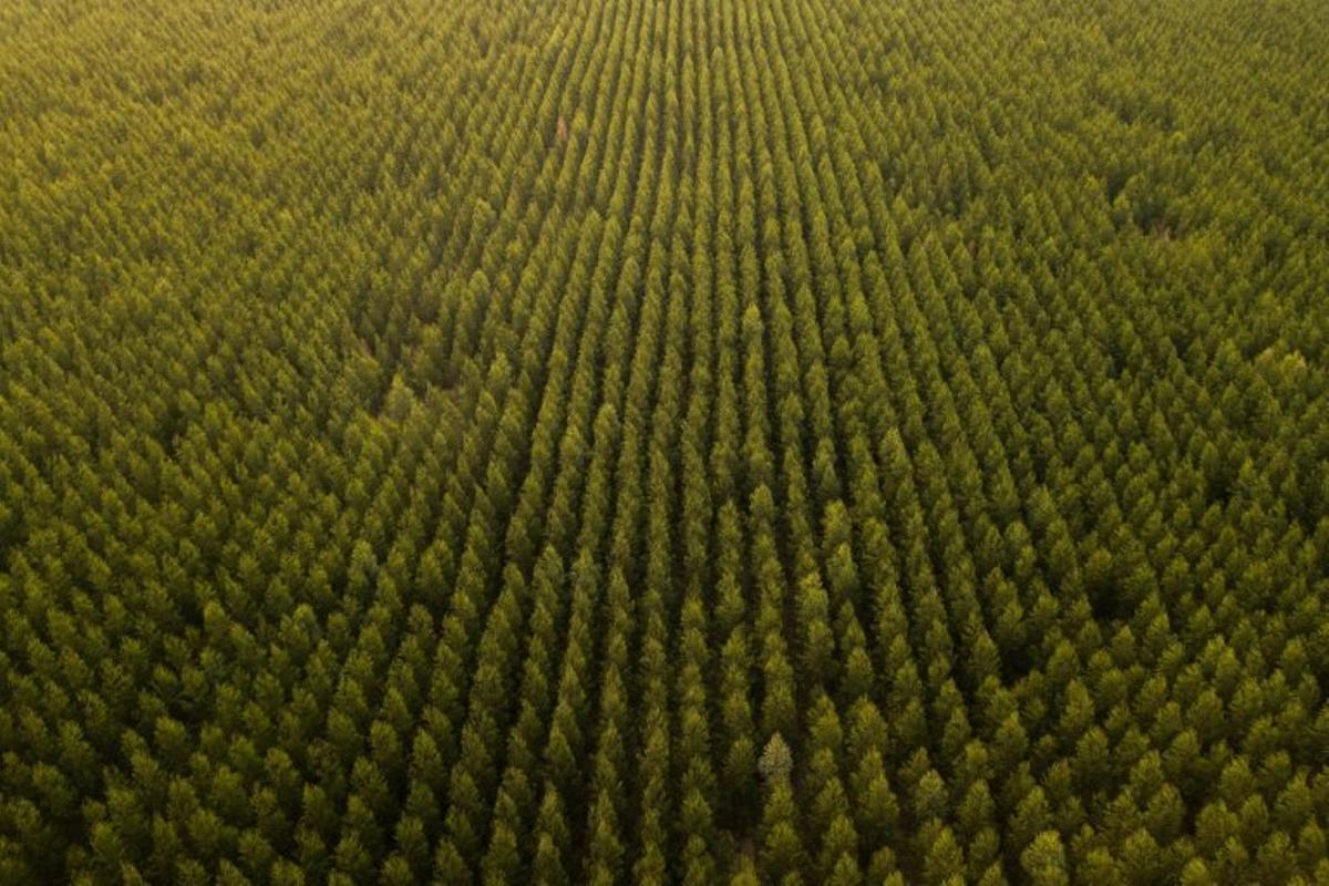 Suzano planta masivamente este árbol en El Cerrado