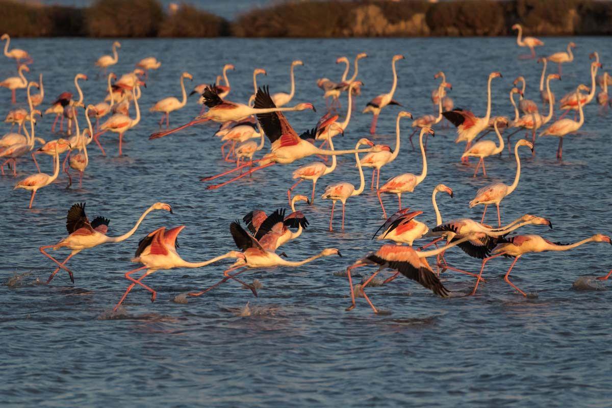 Fauna en el parque nacional de Doñana