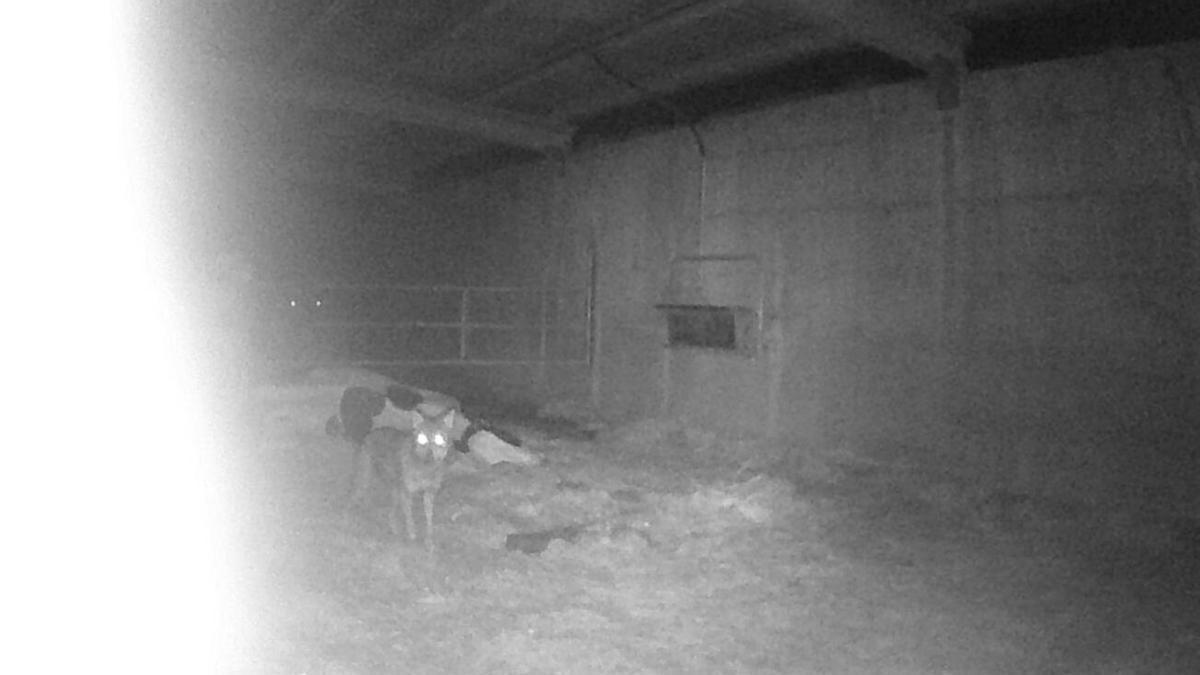 VÍDEO: Atacan a una vaca en una cuadra asturiana junto a su casa y colocan una cámara para verlo: esto es lo que descubrieron
