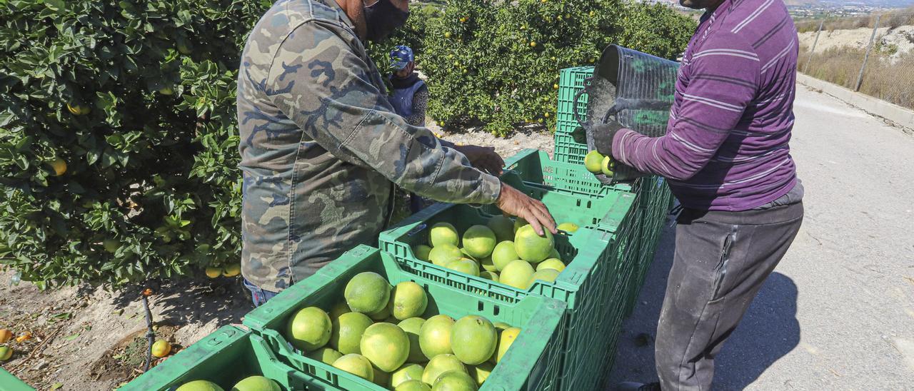 Jornaleros agrícolas trabajando en una explotación de la Vega Baja, donde los controles sanitarios son férreos