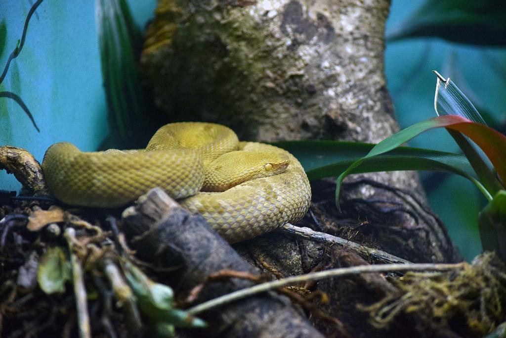 Bothrops Insularis, la serpiente marrón y amarilla que habita la Isla de las Cobras