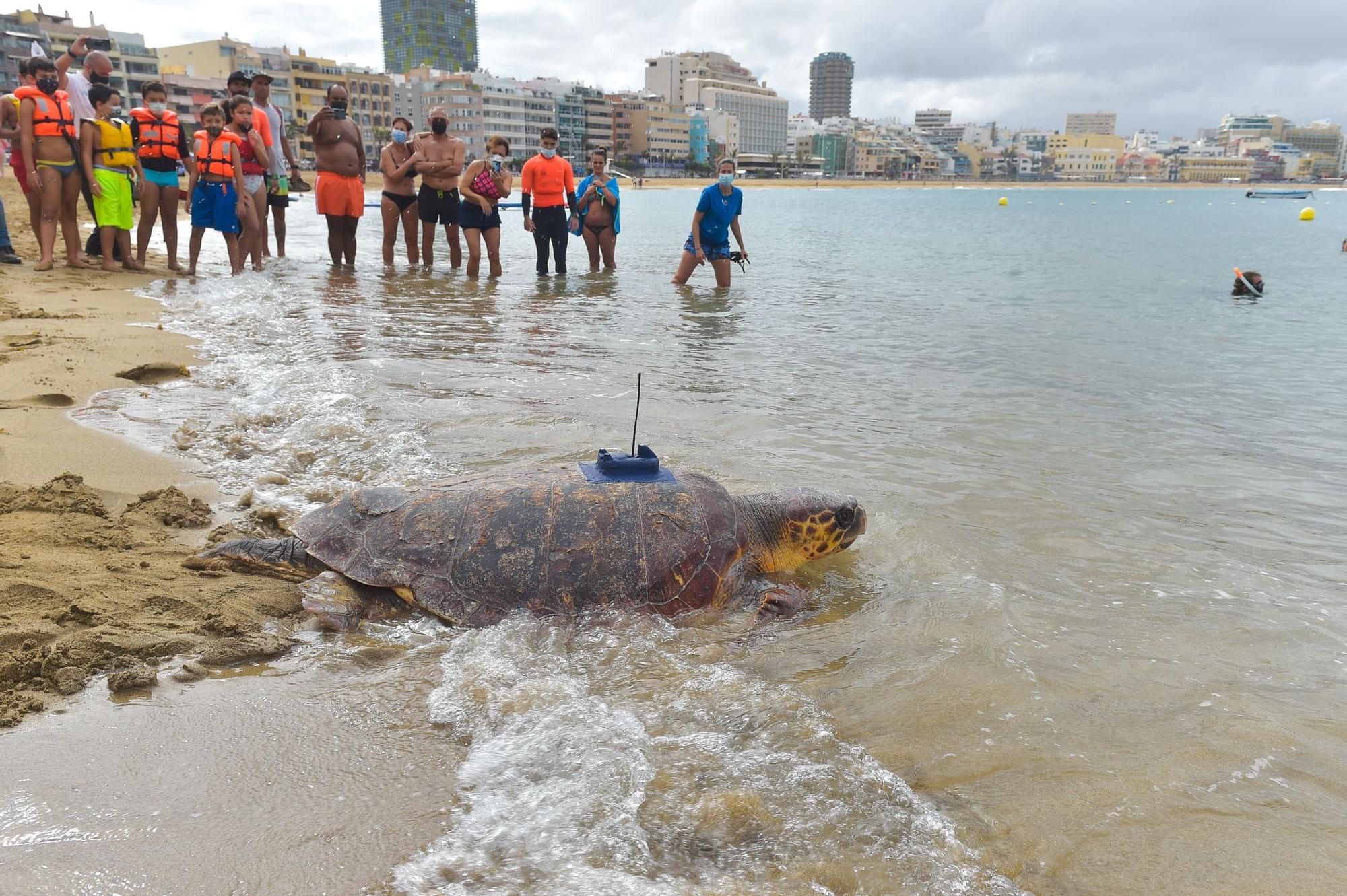 Suelta de la tortuga 'Macho' en Las Canteras