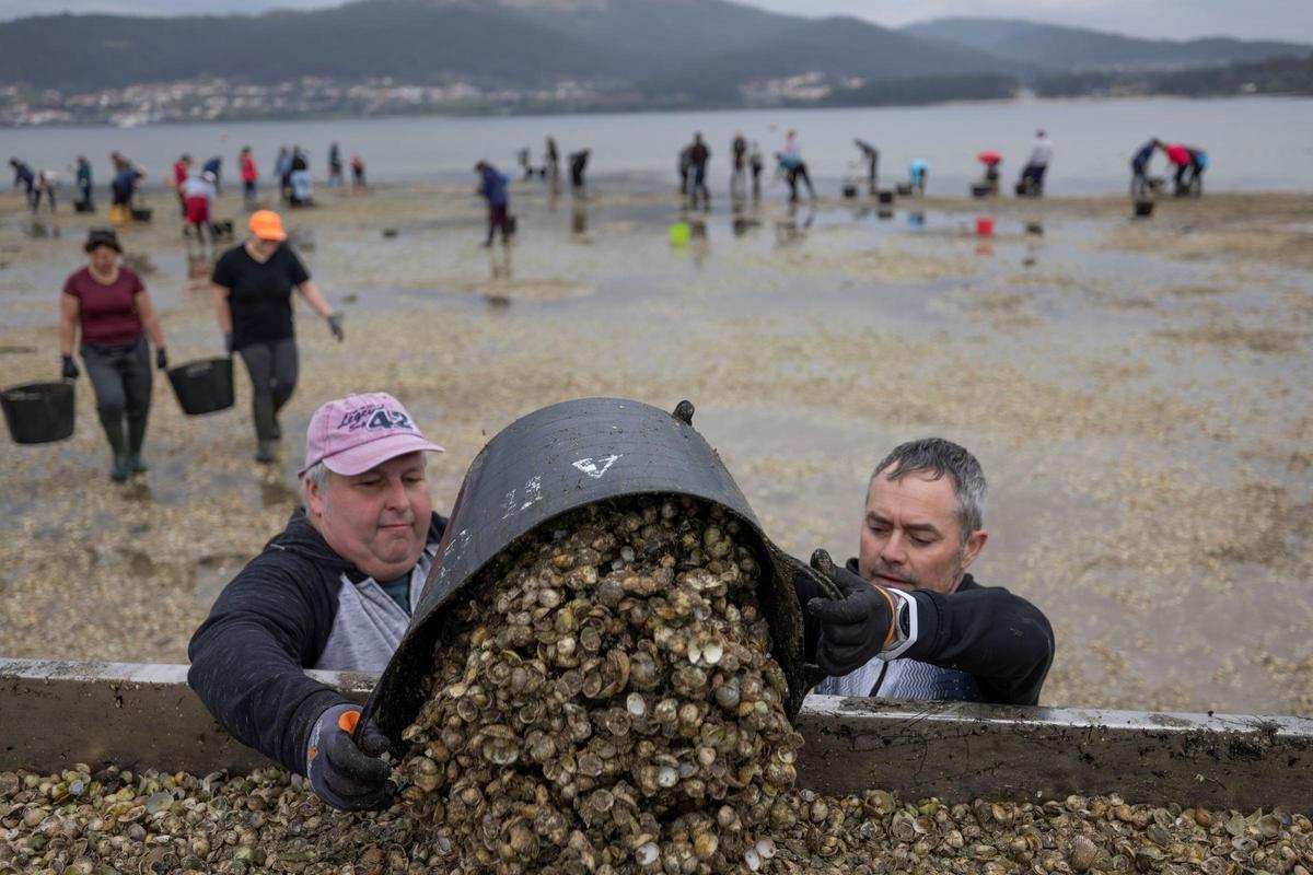 Los profesionales retiraron este miércoles 12 toneladas de marisco muerto.