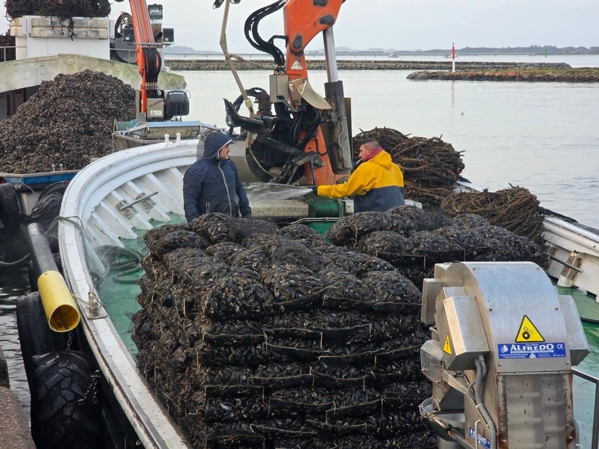 Descargas de mejillón para fresco en el muelle de Vilanova de Arousa, esta mañana.
