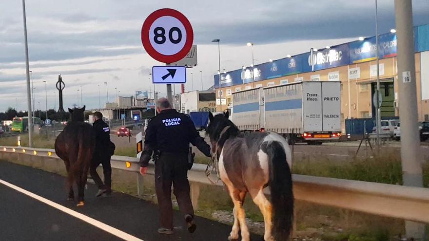 Policia Local de Silla atrapa a dos caballos en la Pista de Silla