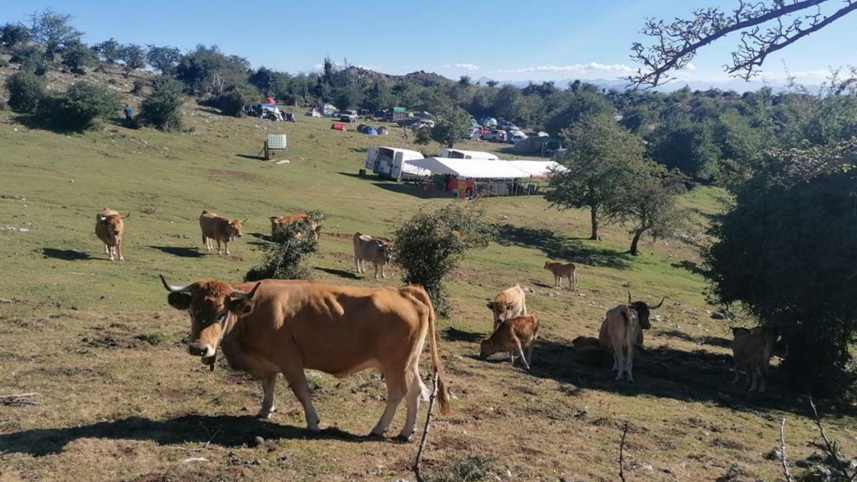 La majada de Espineres, ayer, con ganado y algunos preparativos para la fiesta. |  Julia Quince