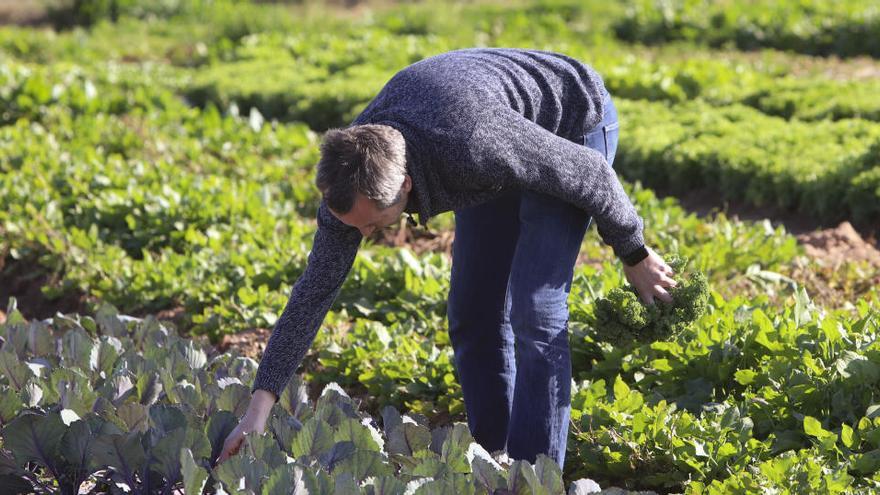 Cultivo de brócoli, coles y coliflores.