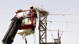 Un nou pla intenta reduir l’electrocució d’aus protegides