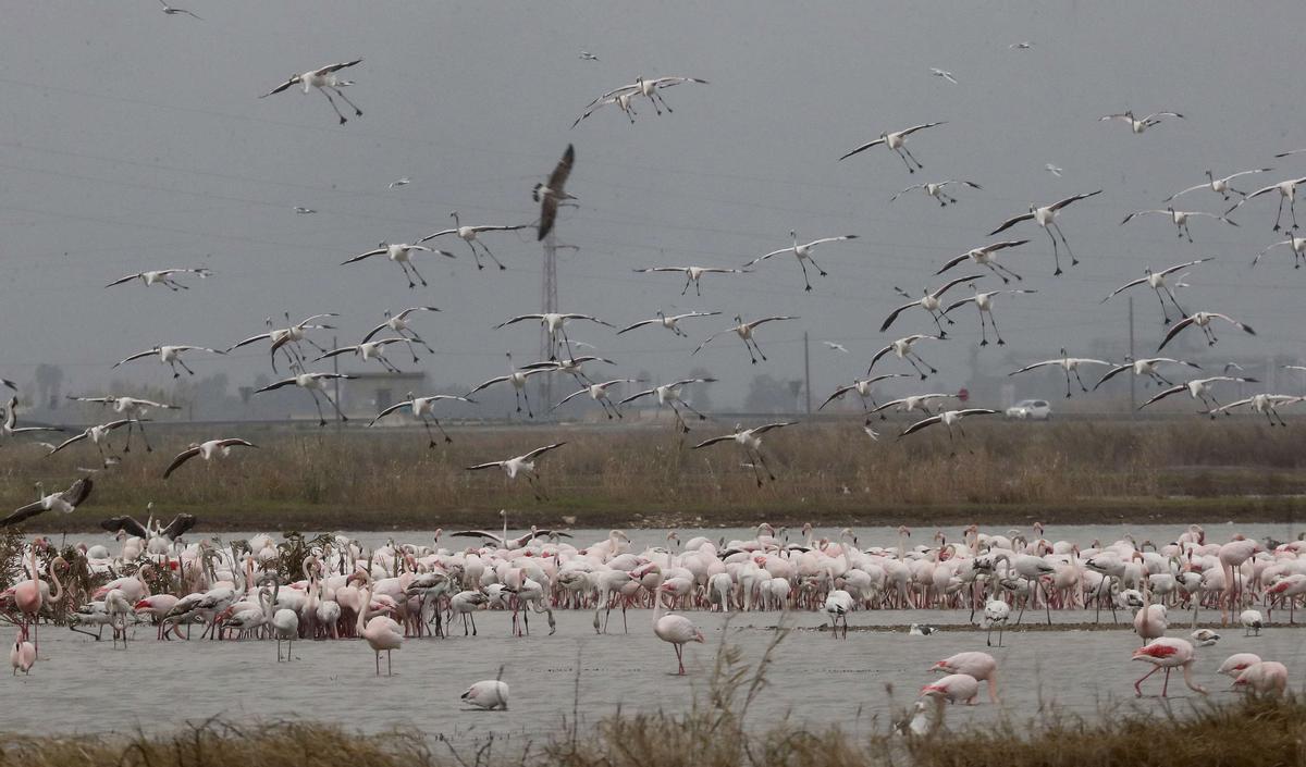 5 de febrero. Como cada año los flamencos vuelven a la parque natural de la Albufera ofreciendo un espectáculo de color 5 de febrero. Como cada año los flamencos vuelven a la parque natural de la Albufera ofreciendo un espectáculo de color