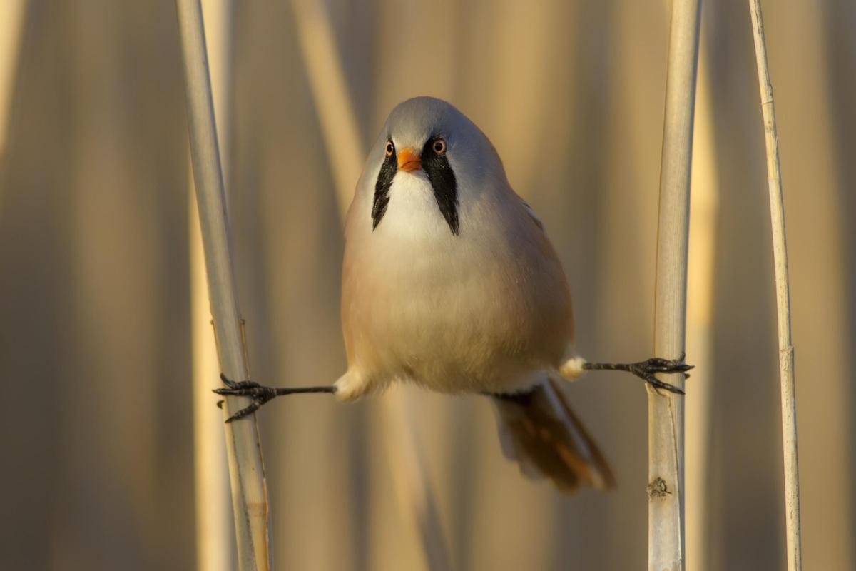 El bigotudo puede observarse en las Tablas de Daimiel
