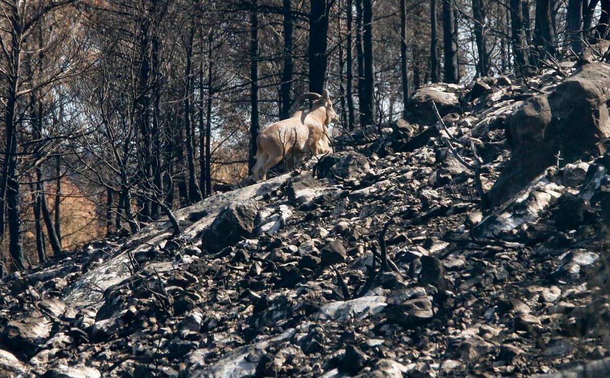 En imagen de archivo, los estragos del incendio de la Vall D'Ebo.