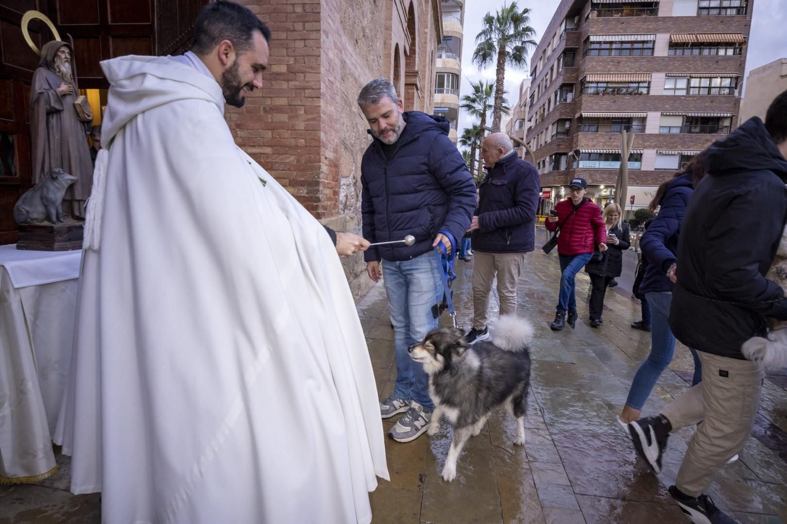 Bendición de animales por San Antón bajo una lluvia invernal en Torrevieja