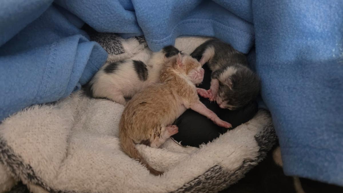 El abandono de gatos preocupa en Cáceres: el Refugio San Jorge alerta a diario del aumento de casos