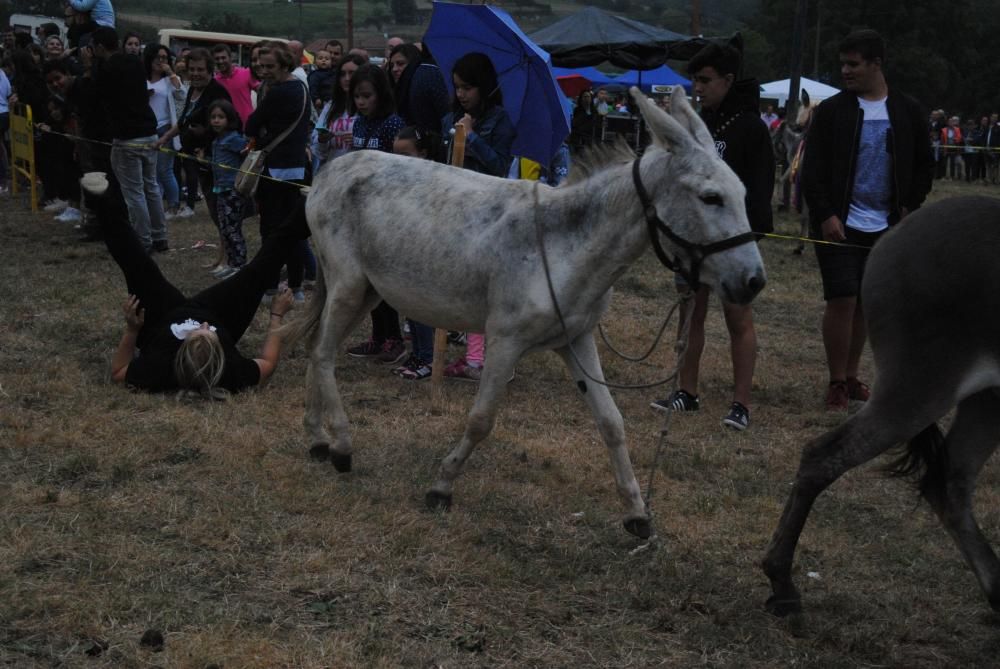 Carrera de burros