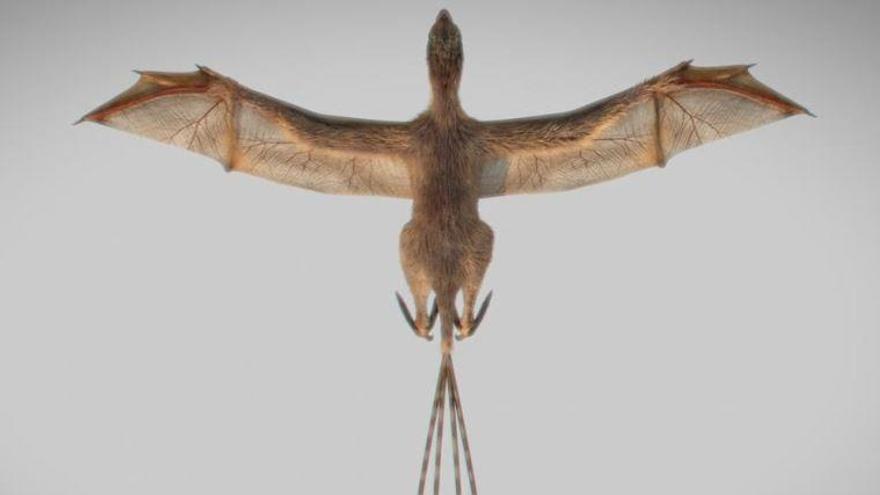 Una recreación del &#039;Ambopteryx&#039;.