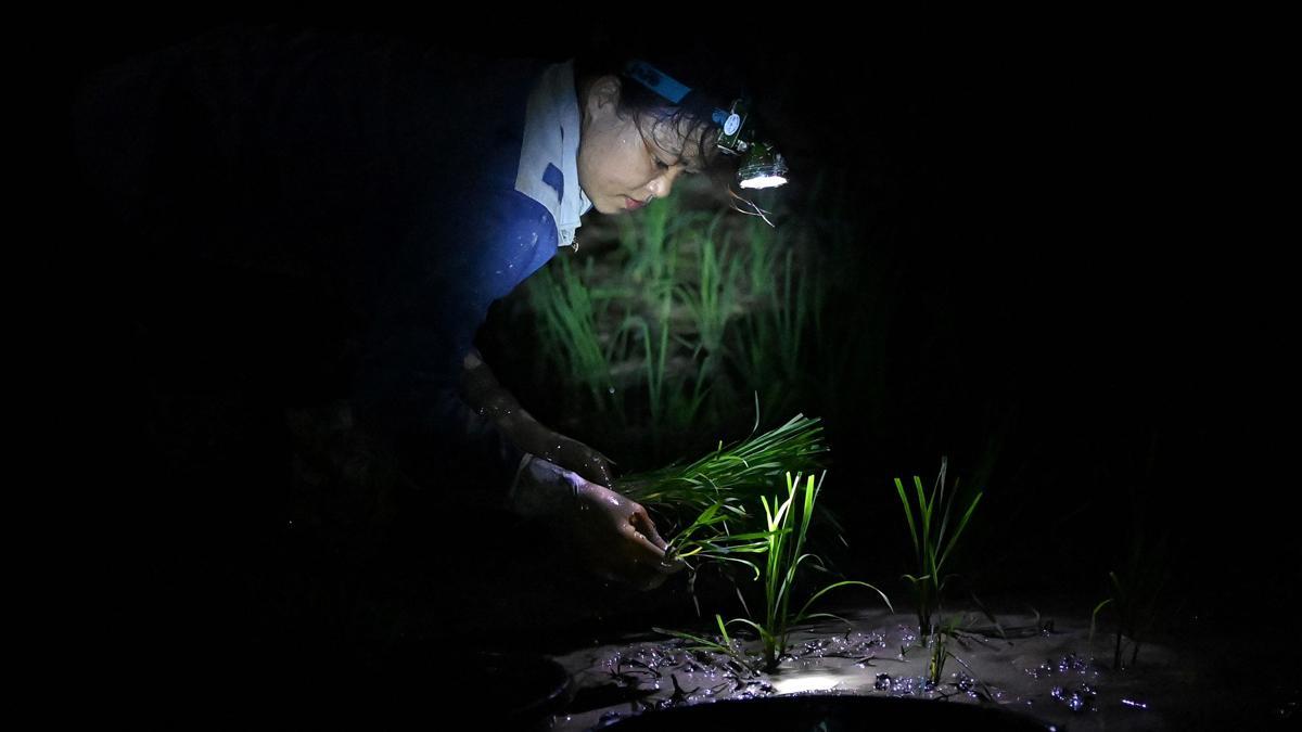 Plantar arroz de noche en Vietnam