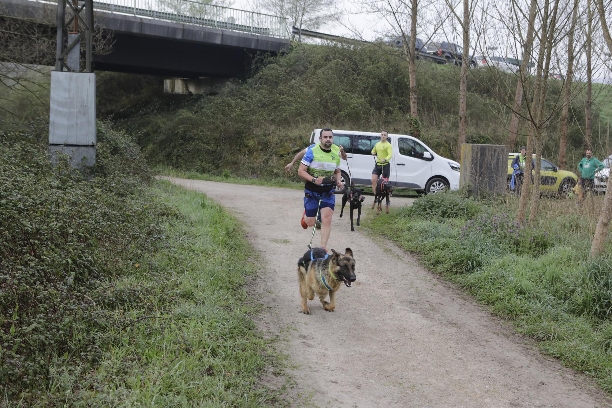 Los corredores del Celtastur de Llanera y sus perros preparan el Mundial en La Morgal: cuatro de sus integrantes estarán en la cita de Plédran (Francia)