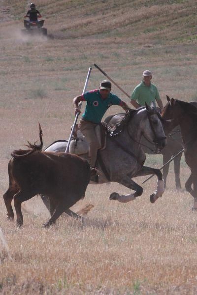 Encierro de campo en Villaescusa