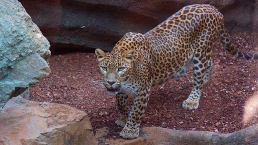 Los leopardos en peligro de extinción logran aparearse en Bioparc.