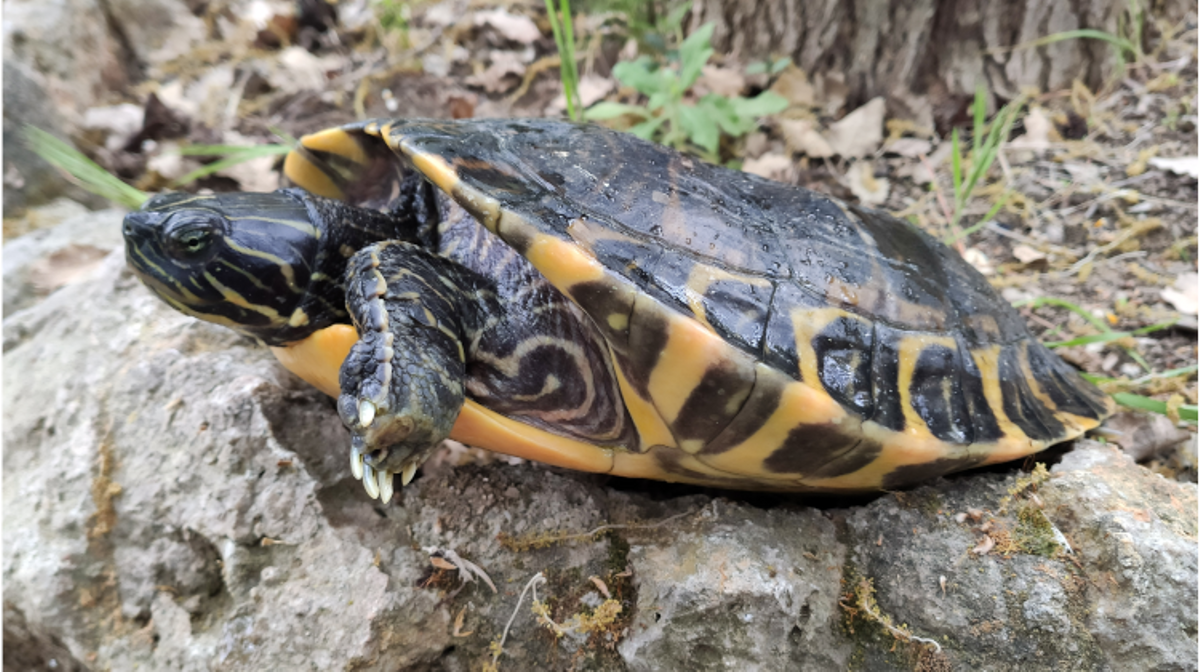 Imagen de archivo de una tortuga de la península.