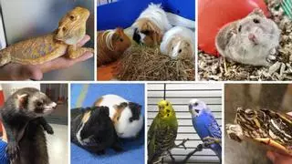 Galicia también busca hogar para reptiles, hurones, aves, cerdos, burros, cobayas y tortugas