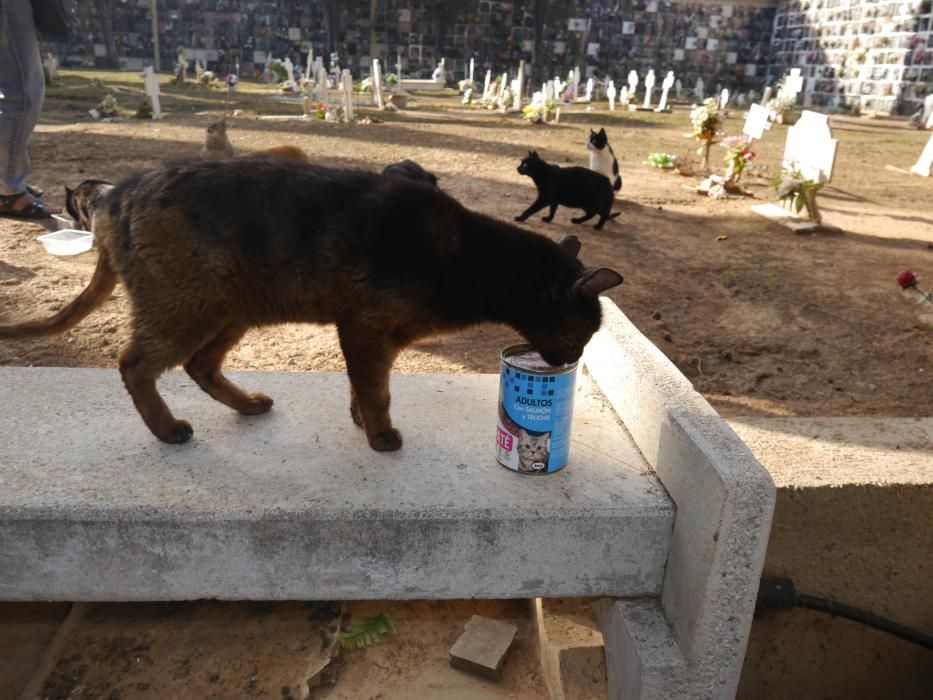 Los gatos del Cementerio General