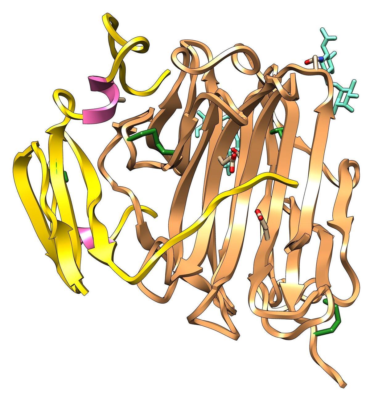 Estructura tridimensional del precursor de la neprosina