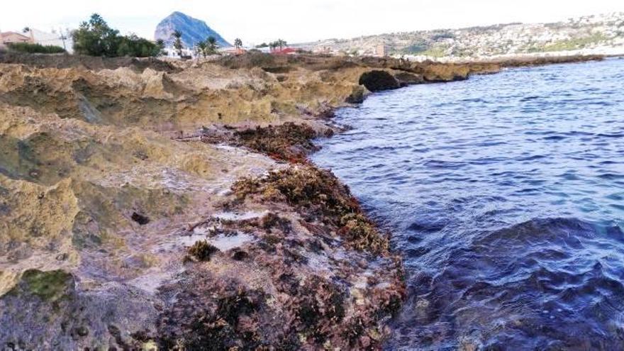 Un cinturón de &quot;Cystoseira&quot; abraza el litoral de Xàbia y constata la excelente calidad de sus aguas